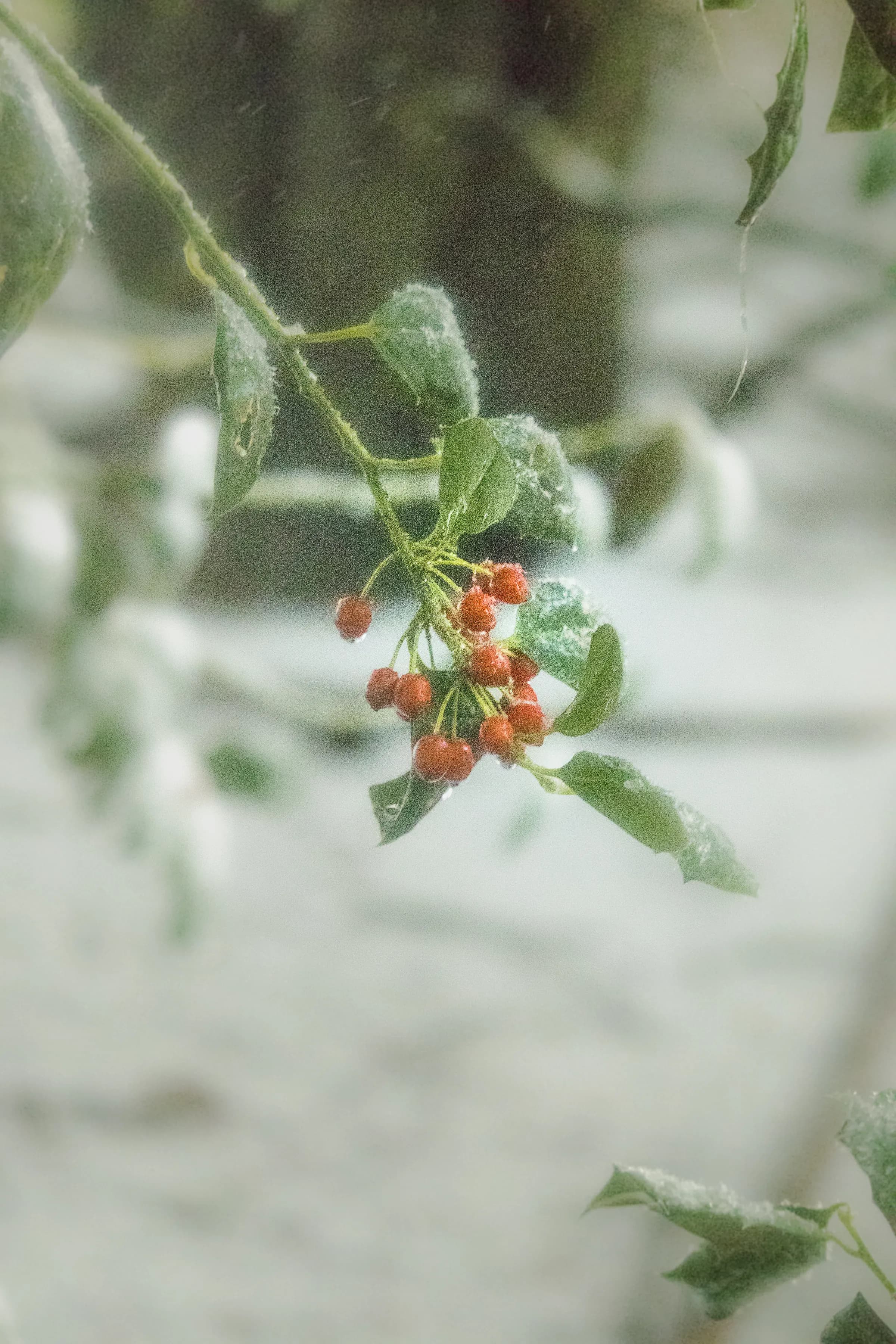Snow photography